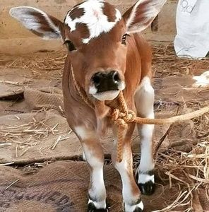 Meet your Posher, Leonel